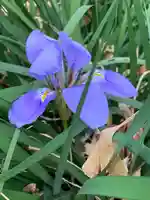 寛永寺不忍池弁天堂の自然