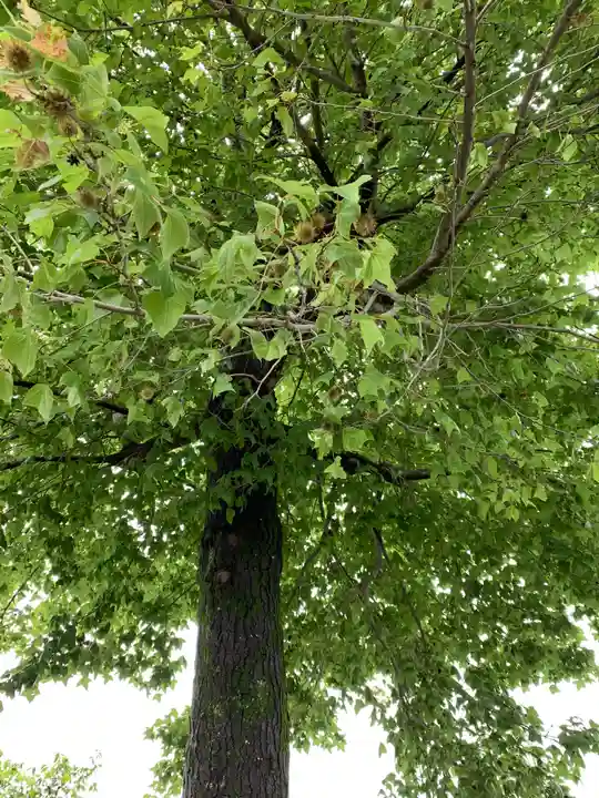 近津神社の自然