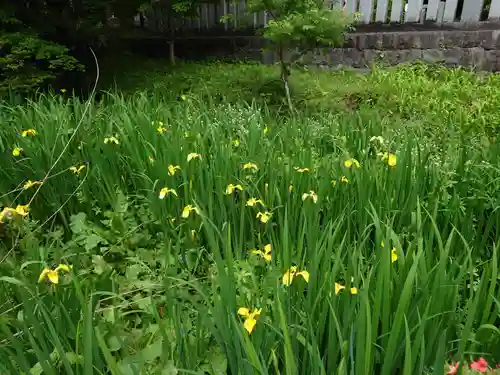赤城神社(三夜沢町)の自然