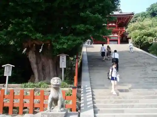 鶴岡八幡宮の狛犬