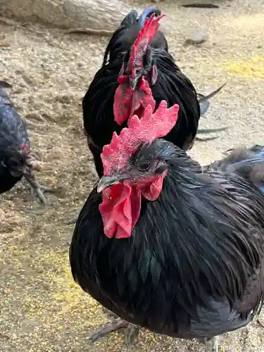 玉祖神社(山口県)