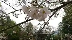 河内阿蘇神社の自然
