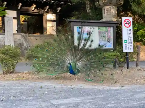 楽法寺（雨引観音）の動物