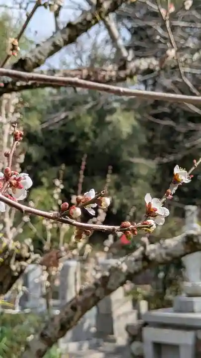 惠心院(恵心院)(京都府)
