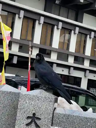 成田山札幌別院新栄寺の動物