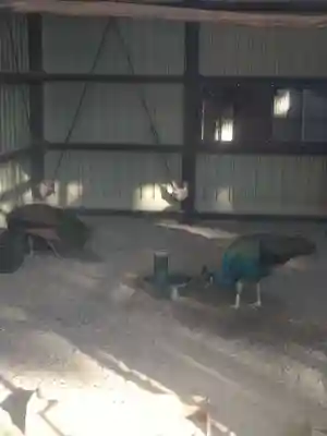 岩槻久伊豆神社(埼玉県)