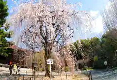 大報恩寺（千本釈迦堂）(京都府)