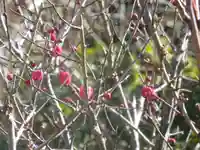 荏柄天神社の自然