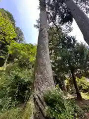 八幡神社(福井県)