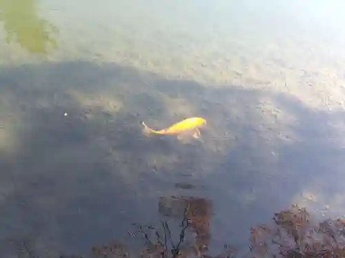 福井神社(福井県)