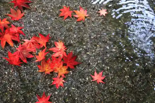 鹿島大神宮の手水