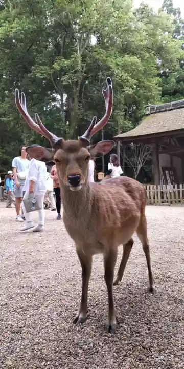 春日大社の動物
