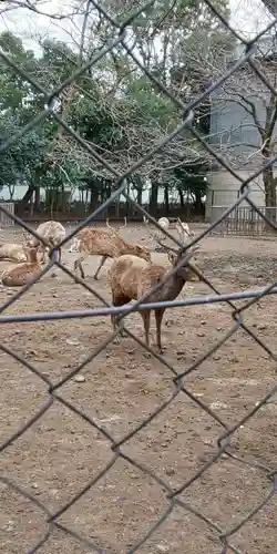 三嶋大社の動物