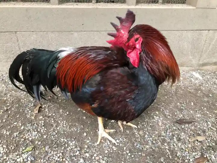 石上神宮の動物