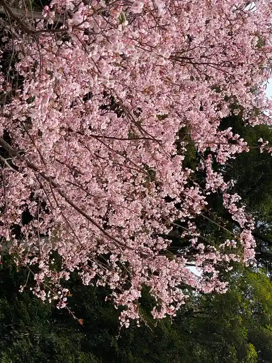 白山神社(東京都)