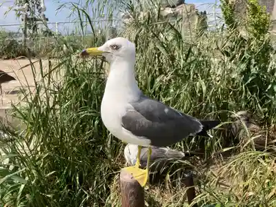 蕪嶋神社の動物