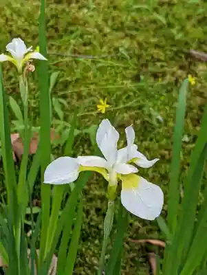 法金剛院(京都府)