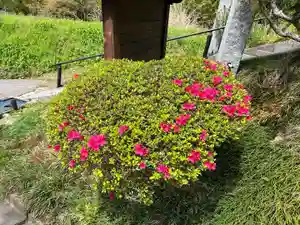 国宝 大法寺の自然(2022年04月30日(土) 11時41分16秒投稿)