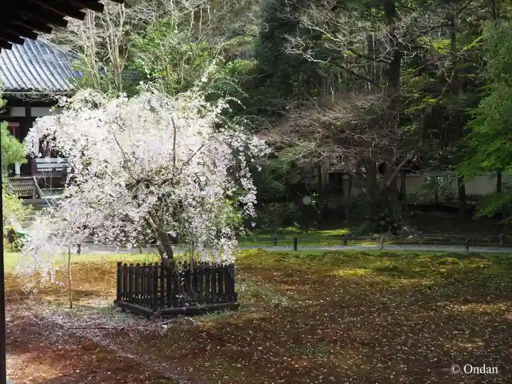 青蓮院門跡(京都府)