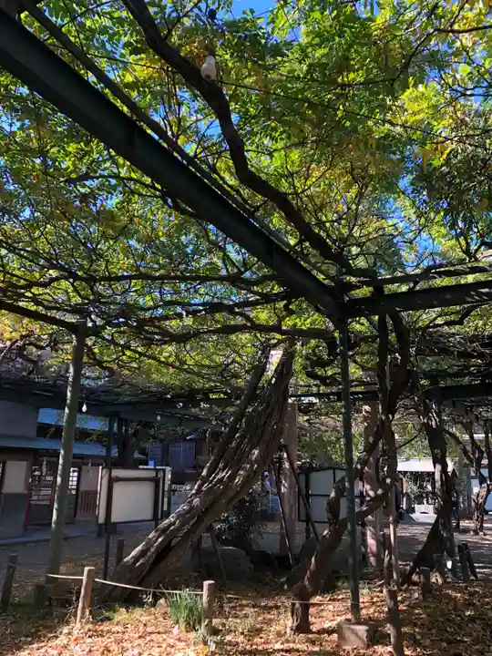 國領神社の自然