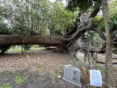 泉穴師神社(大阪府)
