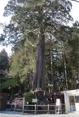 北口本宮冨士浅間神社の自然