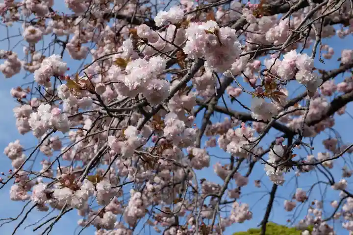 時宗総本山 遊行寺(正式:清浄光寺)の自然