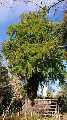 芝東照宮の自然