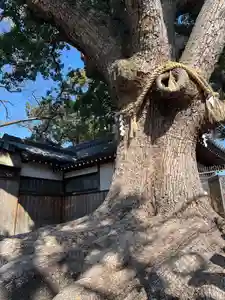 阿保神社(大阪府)(2025年02月24日(月) 13時19分05秒投稿)