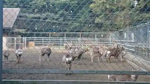 鹿島神宮の動物
