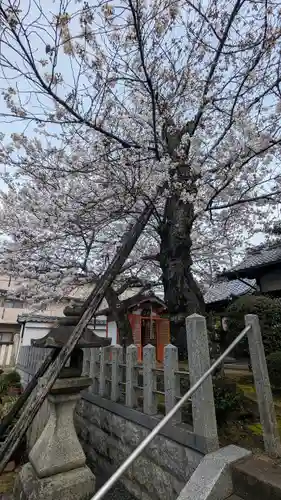 吒枳尼天（法伝寺）(京都府)