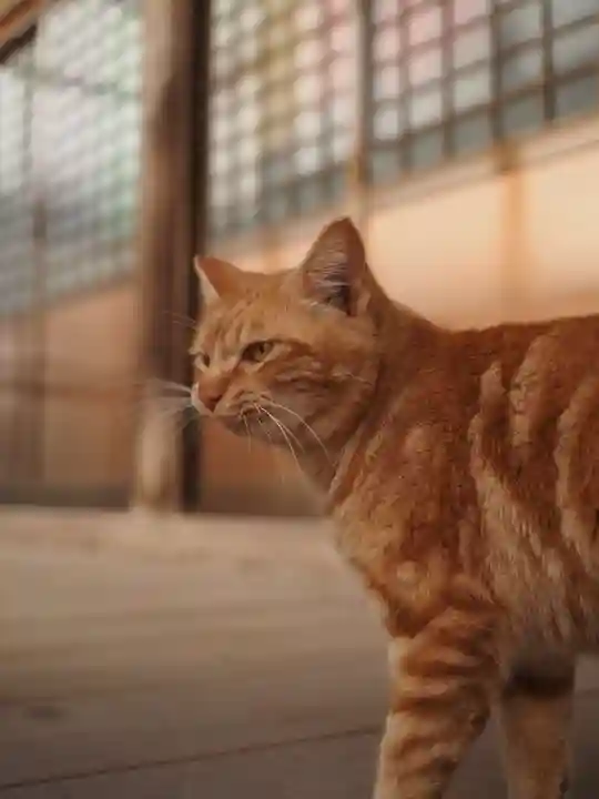 天王山 安楽寺(福井県)