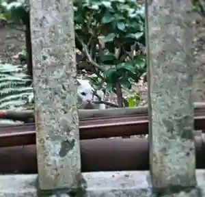 三輪神社の動物(2021年03月04日(木) 11時20分29秒投稿)