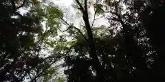 賀茂御祖神社（下鴨神社）の自然