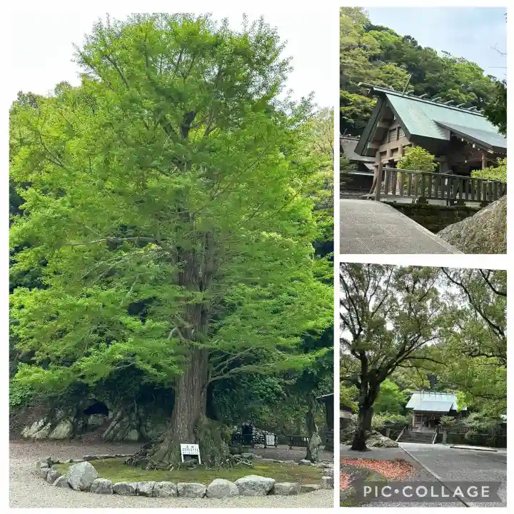 安房神社の{uncategorized: "未分類", other: "その他", undefined: "問題あり", building: "その他建物", grave: "お墓", sacred_gate: "鳥居", guardian: "狛犬", statue: "像", buddha: "仏像", history: "歴史", nature: "自然", garden: "庭園", animal: "動物", pagoda: "塔", temizu: "手水舎", mountain_gate: "山門・神門", sanctuary: "本殿・本堂", subordinate: "末社・摂社", art: "芸術", scenery: "景色", jizo: "地蔵", ema: "絵馬", goshuin: "御朱印", omikuji: "おみくじ", items: "授与品その他", amulet: "お守り", goshuincho: "御朱印帳", eats: "食事", festival: "お祭り", votive_dance: "神楽", shichigosan: "七五三参", wedding: "結婚式", experience: "体験その他", initially: "初詣", around: "周辺", anti_infection: "感染症対策"}