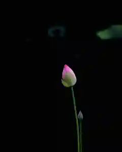 浄土寺(兵庫県)(2023年07月14日(金) 06時57分40秒投稿)