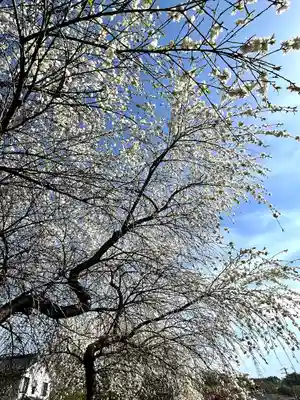 北赤井神社の自然