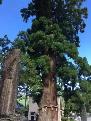 飛騨一宮水無神社の自然