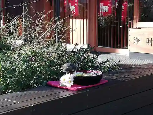 増上寺塔頭 三縁山 宝珠院の動物