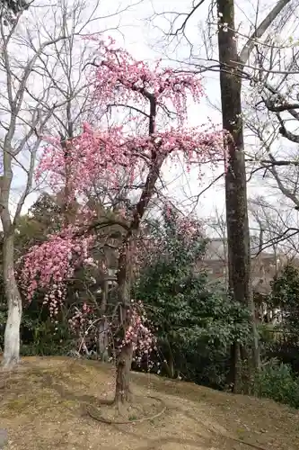 北野天満宮の庭園