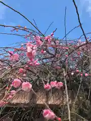 藤ノ木白山神社の自然