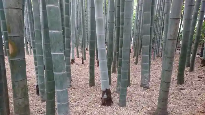 報国寺(神奈川県)
