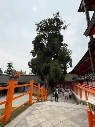 春日大社の{uncategorized: "未分類", other: "その他", undefined: "問題あり", building: "その他建物", grave: "お墓", sacred_gate: "鳥居", guardian: "狛犬", statue: "像", buddha: "仏像", history: "歴史", nature: "自然", garden: "庭園", animal: "動物", pagoda: "塔", temizu: "手水舎", mountain_gate: "山門・神門", sanctuary: "本殿・本堂", subordinate: "末社・摂社", art: "芸術", scenery: "景色", jizo: "地蔵", ema: "絵馬", goshuin: "御朱印", omikuji: "おみくじ", items: "授与品その他", amulet: "お守り", goshuincho: "御朱印帳", eats: "食事", festival: "お祭り", votive_dance: "神楽", shichigosan: "七五三参", wedding: "結婚式", experience: "体験その他", initially: "初詣", around: "周辺", anti_infection: "感染症対策"}