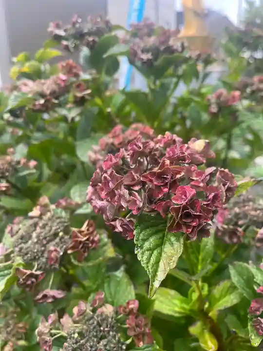 宝壽山 吉祥院(北海道)