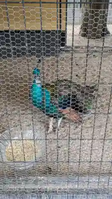 田中神社(京都府)