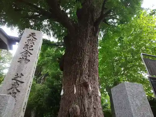 芝東照宮の自然