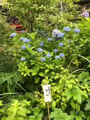 高幡不動尊　金剛寺(東京都)