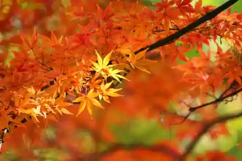 東館稲荷神社の自然