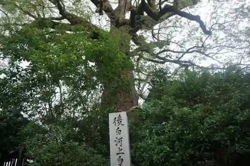 新熊野神社の自然