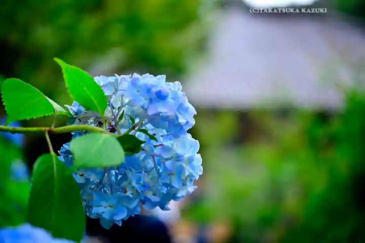 明月院(神奈川県)